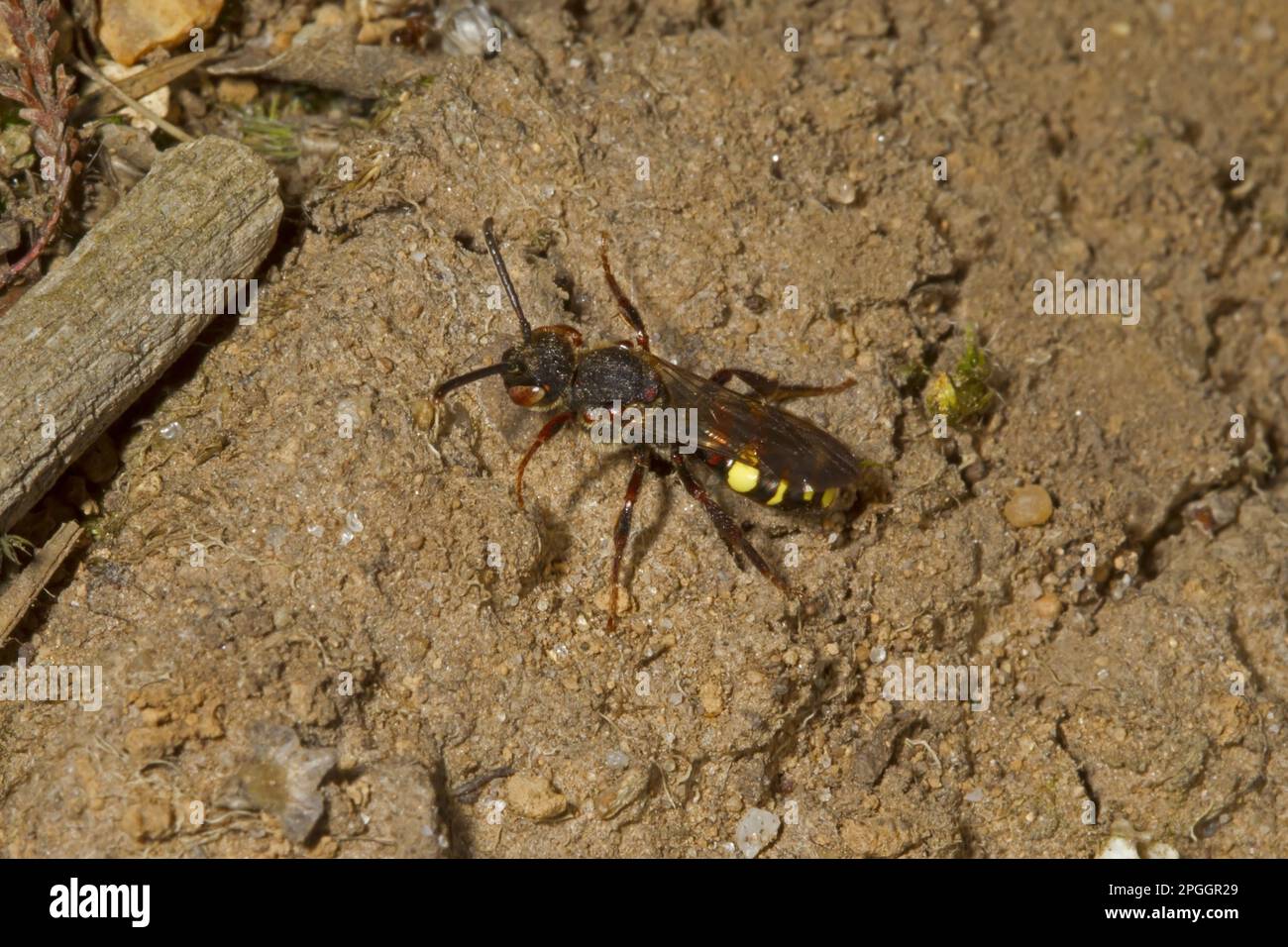 Kuckuckusbiene, Kuckuckusbienen, Apidae, andere Tiere, Insekten, Tiere, Nomad Bee (Nomada leucophthalma) adulte Tiere, Norfolk, England, Vereinigtes Königreich Stockfoto