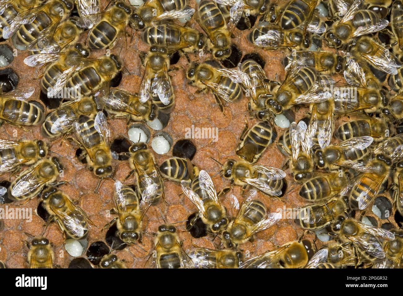 Westliche Honigbienen, westliche Honigbienen, Europäische Honigbienen (APIs mellifera), Honigbienen, Honigbienen, sonstige Tiere, Insekten, Tiere, Bienen Stockfoto