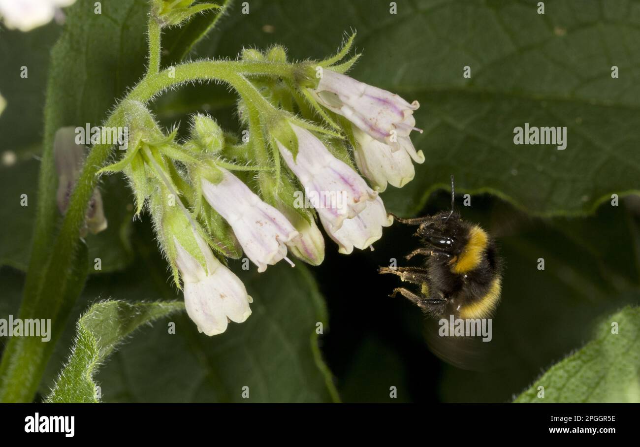 Wiese Bumblebee, frühe Hummel (Bombus pratorum), Bumblebee, Hummeln, andere Tiere, Insekten, Tiere, frühe Bumblebee Erwachsene, im Flug Stockfoto
