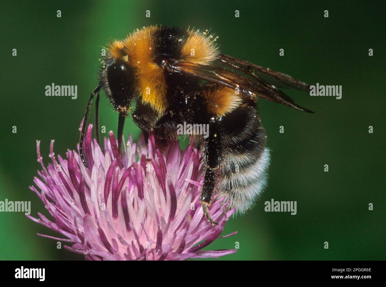 Ackerbumblebee, Großgärten Hummeln (Bombus ruderatus), Bumblebee, Hummeln, andere Tiere, Insekten, Tiere, großer Garten Bumblebee Erwachsener Stockfoto