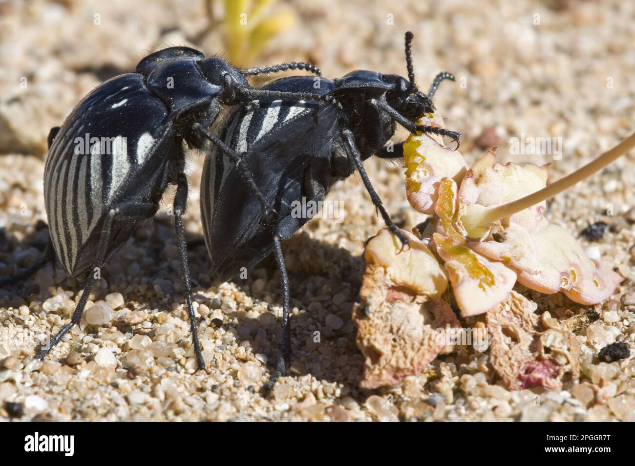 Käfer (Gyriosomus gebieni) Paar, Paarung, weibliche Fütterung der Blätter von Cistanthe sp. In der Wüste, Atacama-Wüste, Chile Stockfoto