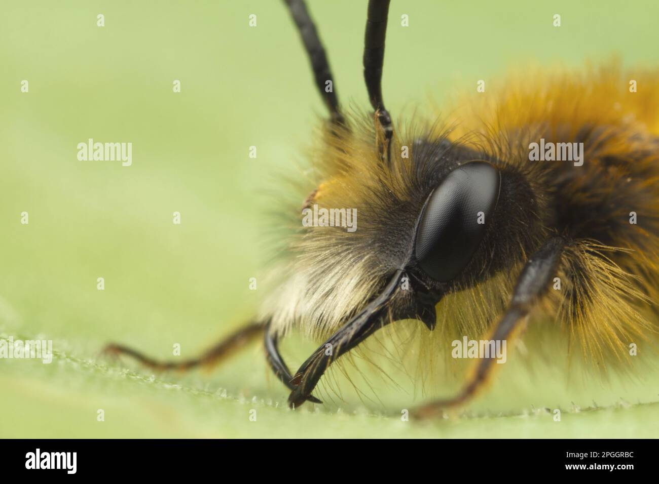 Andrena armata, Rote Sandbiene, Fuchs rote Sandbiene, Fuchs rote Erdbiene, Tawny Mining Bies (Andrena fulva), Fuchs rote Sandbienen, Fuchs rote Erdbienen Stockfoto