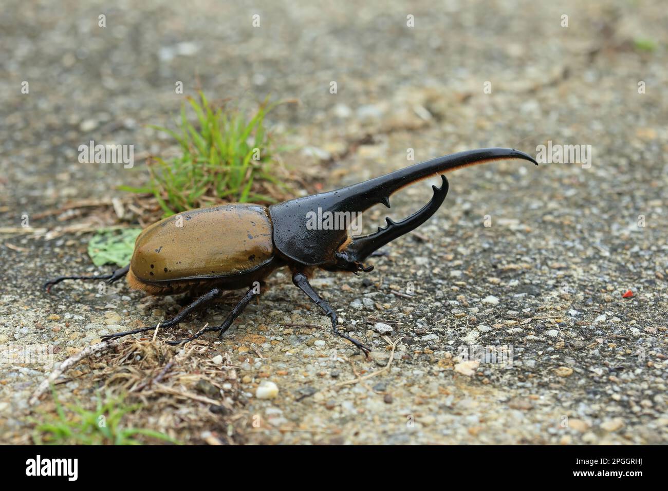 Hercules Beetle (Dynastes hercules), Erwachsener, ruht auf dem Boden, Trinidad, Trinidad und Tobago Stockfoto