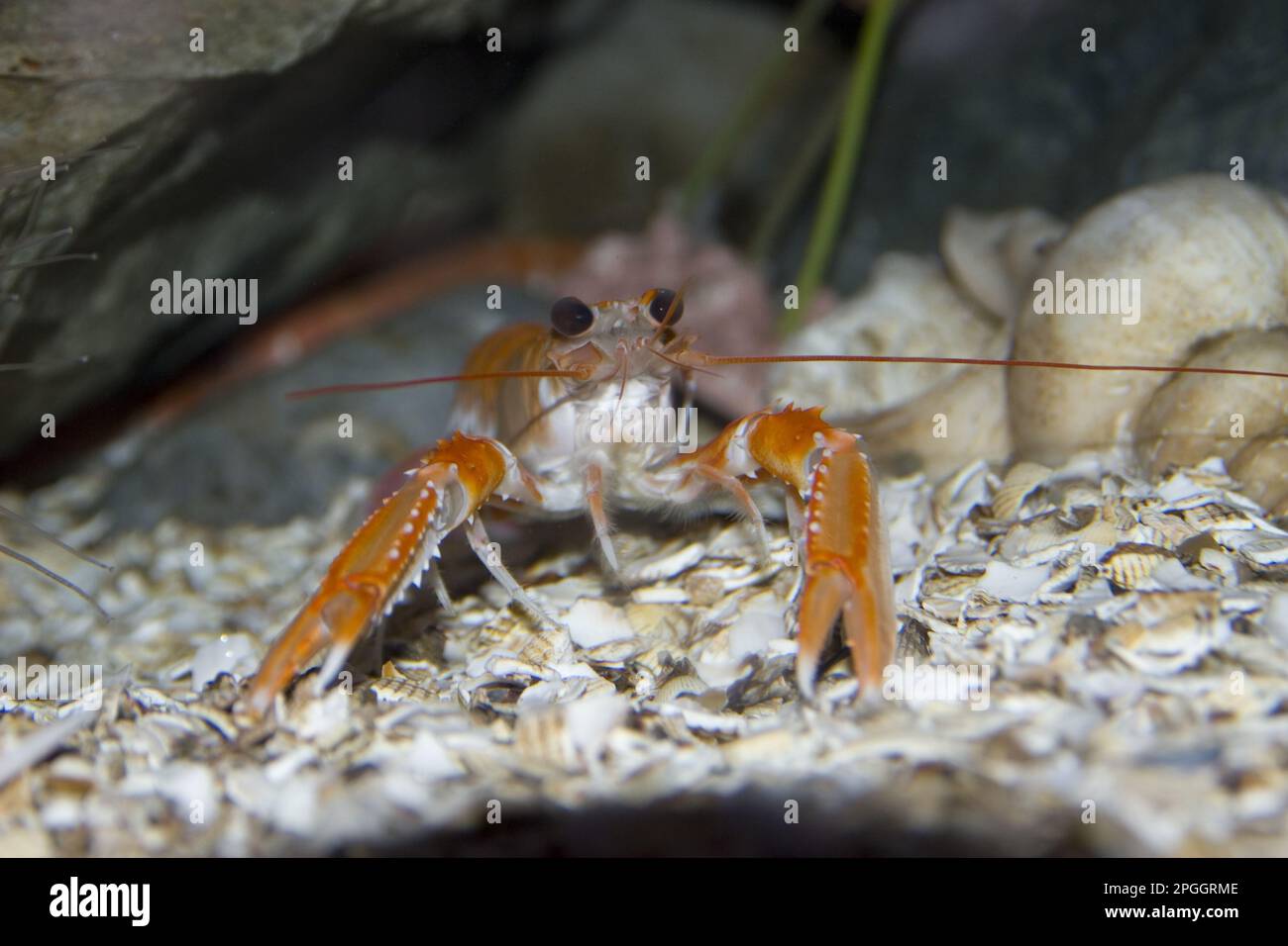 Kaisergranat, Kaisergranat, Kaisergranat, andere Tiere, Krebstiere, Tiere, Kaisergranat Stockfoto