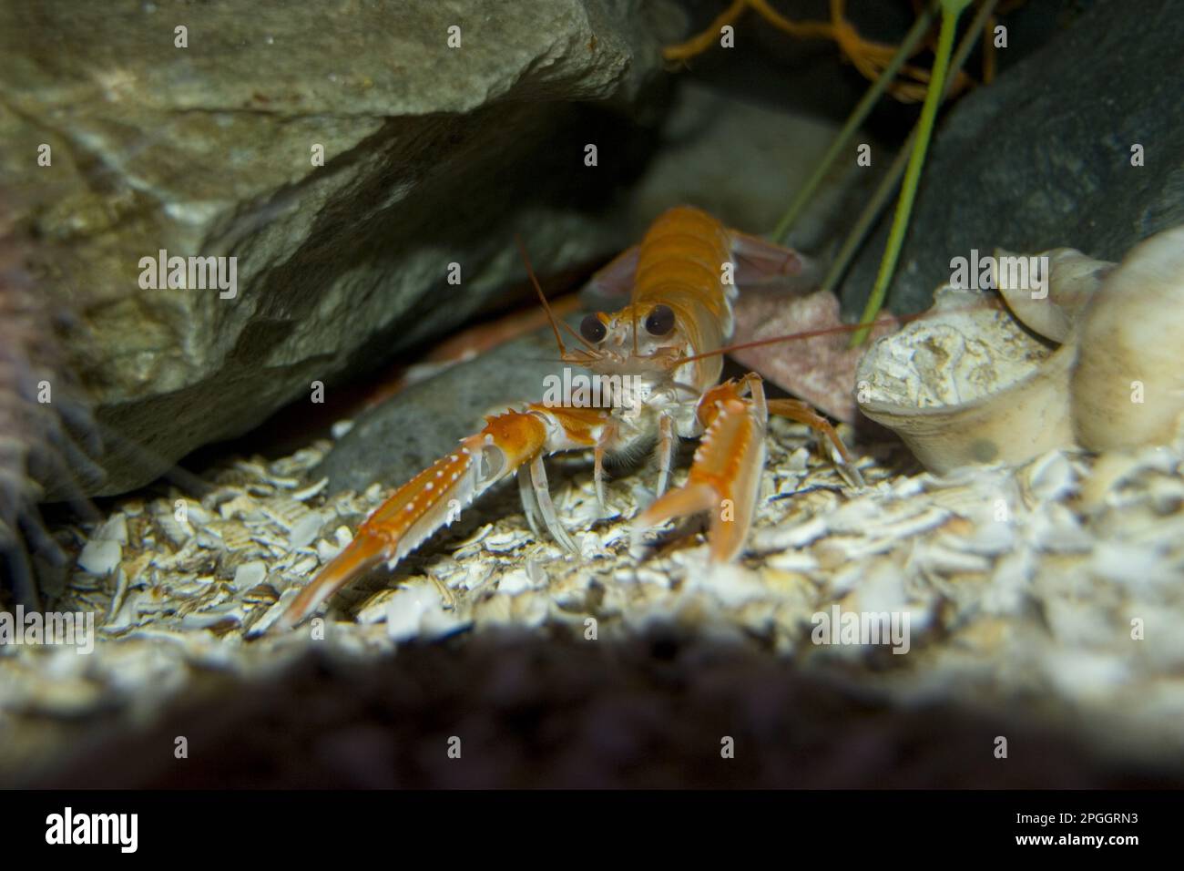 Kaisergranat, Kaisergranat, Kaisergranat, andere Tiere, Krebstiere, Tiere, Kaisergranat Stockfoto