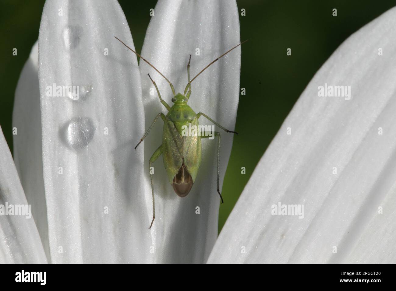 Käfer (Lygocoris pabulinus), Erwachsener, ruht auf margueriteblättchen mit Regentropfen nach Regen im Garten, England, Großbritannien Stockfoto