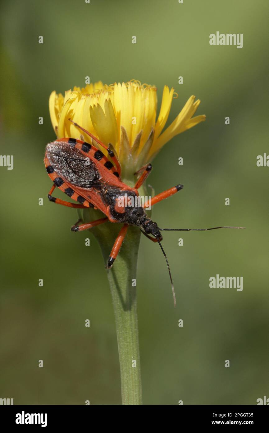 Roter Assassin Bug (Rhynocoris iracundus), Erwachsener, auf Blüte des Lesser Hawkbit (Leontodon taraxacoides), italienische Alpen, Italien Stockfoto