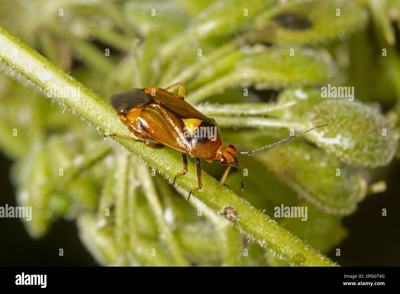 Mirid-Käfer (Deraeocoris ruber) (Miridae), andere Tiere, Insekten, Tiere, Bug, Käfer, Rotkäppchen, Erwachsener, auf Stamm im Garten, Norfolk, England Stockfoto