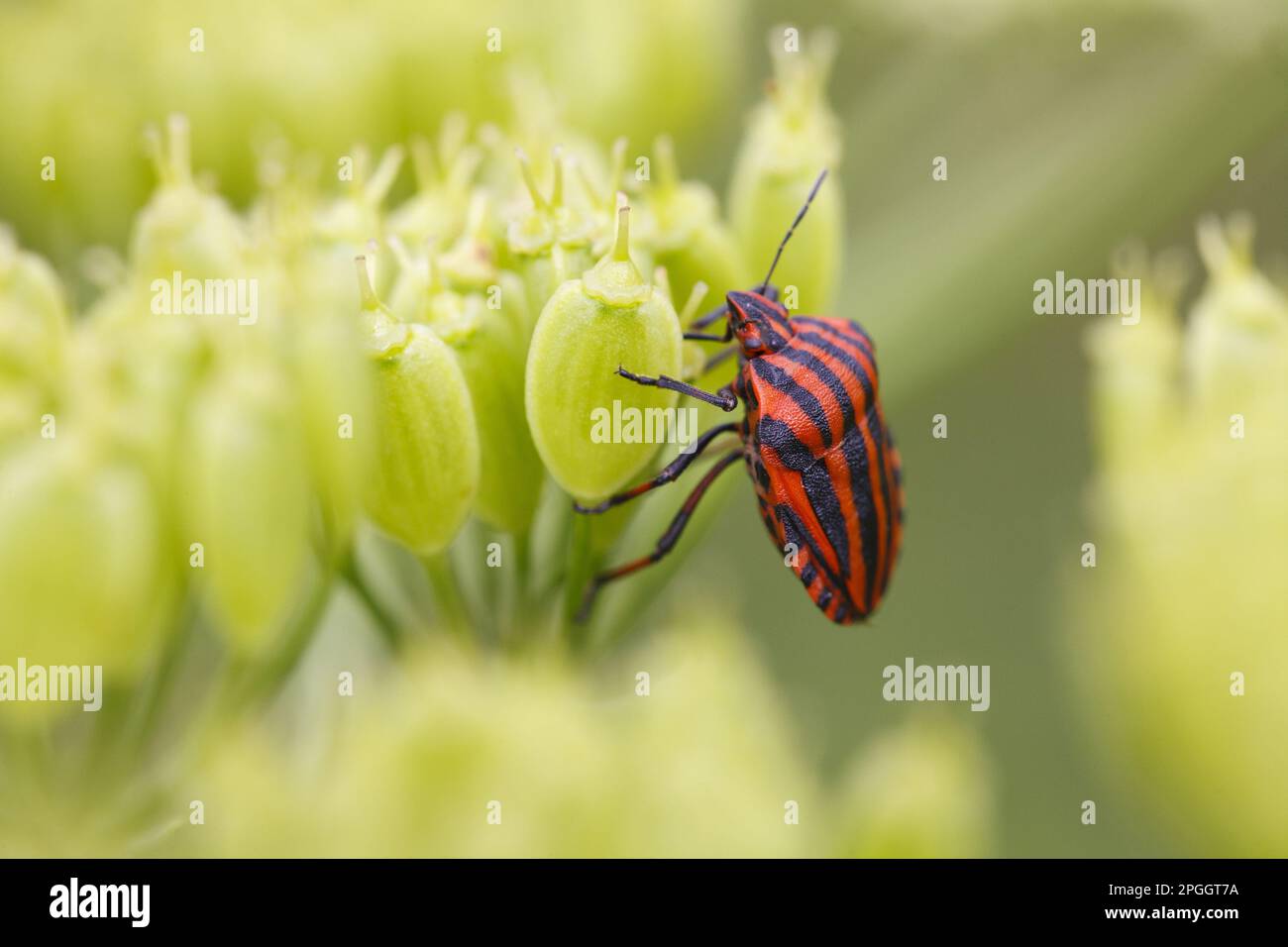 Italicum, Striped Bugs, italian striped Bugs (Graphosoma italicum) Baumkäfer, Baumkäfer, andere Tiere, Insekten, Tiere, Bug, Bugs, Rot und Schwarz Stockfoto