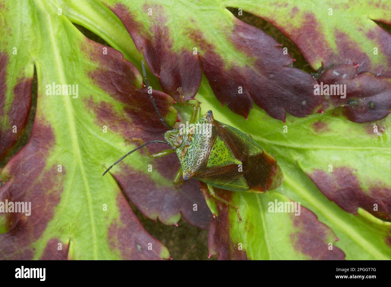 Hawthorn Shieldbug (Acanthosoma haemorrhoidale), Erwachsener, auf Blatt ruhend, Essex, England, Vereinigtes Königreich Stockfoto