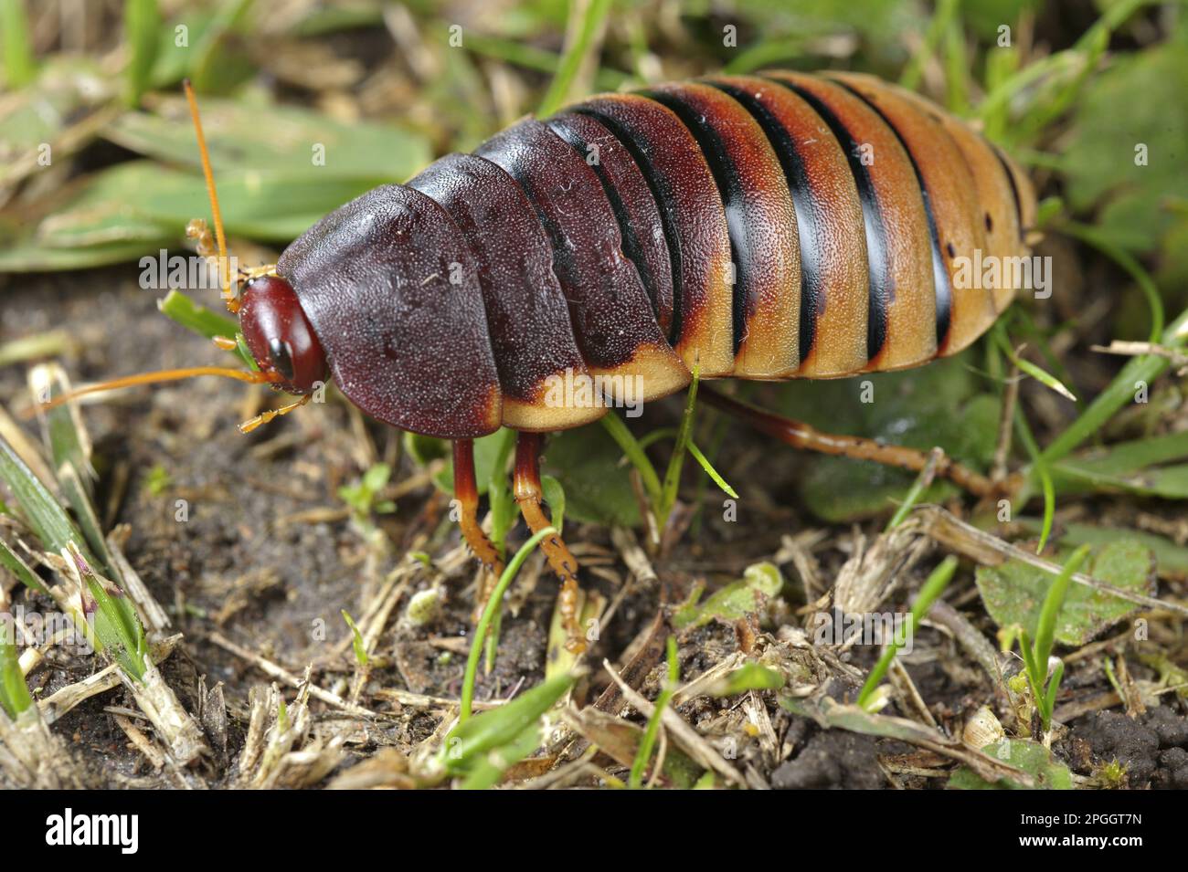 Riesige Kakerlaken, riesige Kakerlaken, Kakerlaken, andere Tiere, Insekten, Tiere, Cape Mountain Kakerlake (Aptera fusca) weiblich, Otter Trail Stockfoto