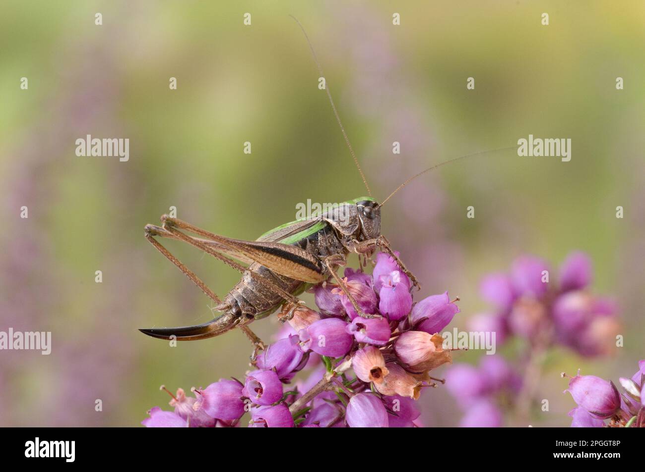 Buschkricket (Metrioptera brachyptera), weiblich, auf blühendem Heidekraut, England, Großbritannien Stockfoto