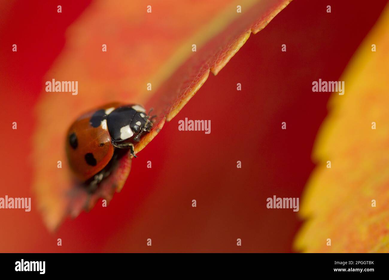 Erwachsener Seven-spott Ladybird (Coccinella septempunctata), der sich in Herbstfarbe auf den Blättern des europäischen Schwans (Sorbus aucuparia) ruht, Sheffield, Süd Stockfoto