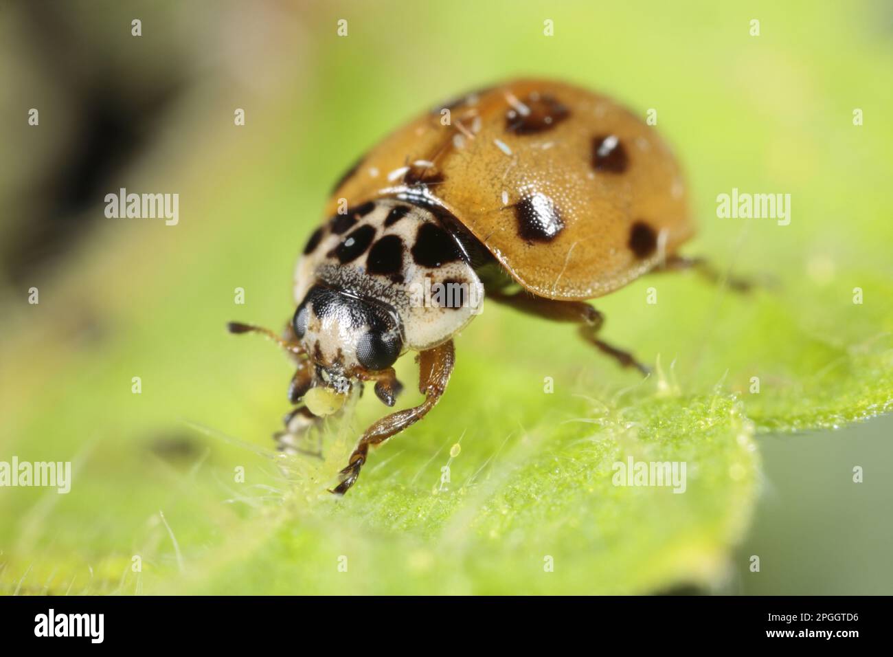 Adalia 10-punctata, Zehnfleckenadler (Adalia decempunctata), andere Tiere, Insekten, Käfer, Marienkäfer, Tiere, zehn-Punkte-Ladybird Erwachsener Stockfoto