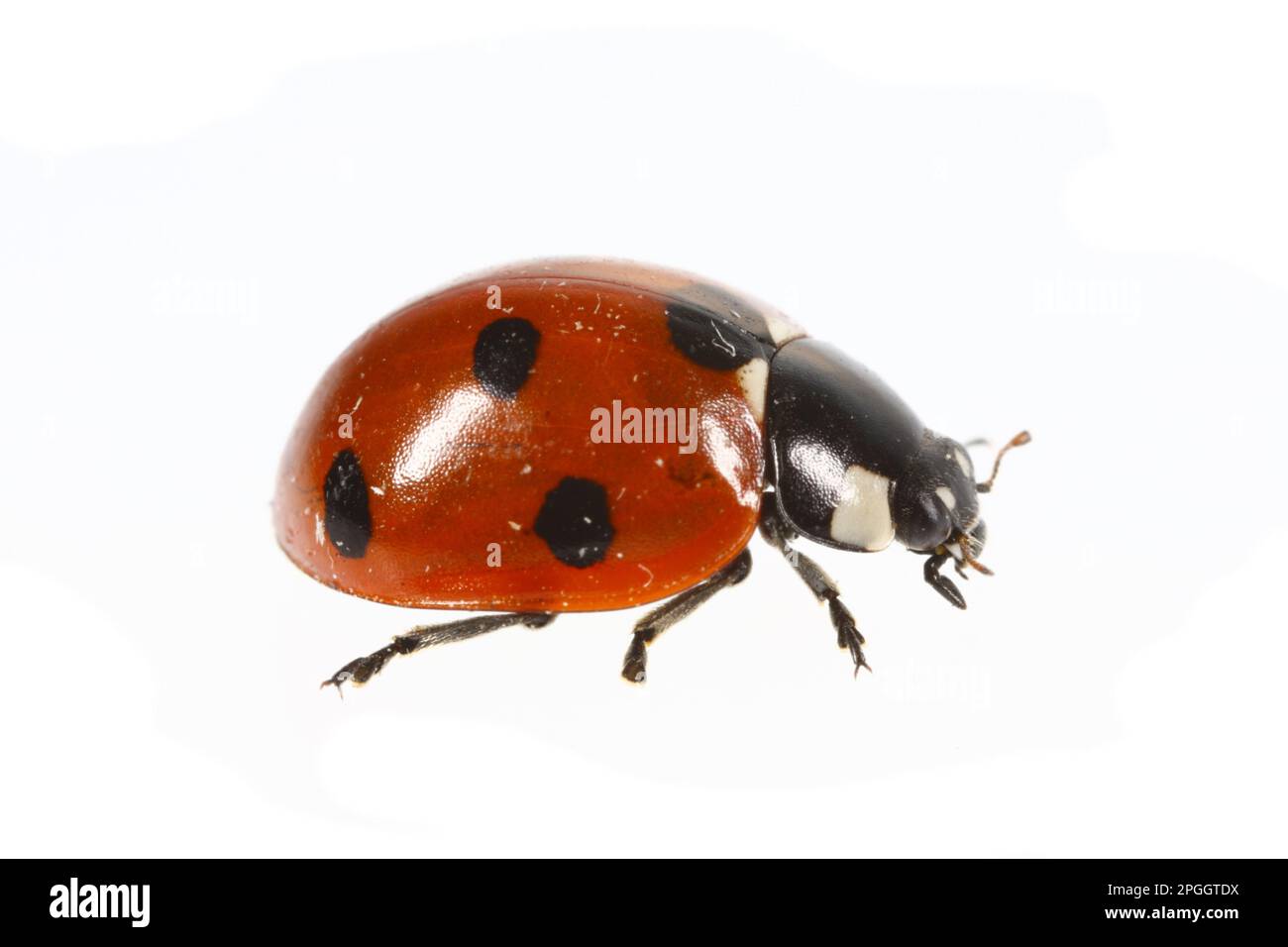 Coccinella 7-punctata, Seven-spott Ladybird (Coccinella septempunctata), andere Tiere, Insekten, Käfer, Marienkäfer, Tiere, Seven-Spot Marienkäfer Stockfoto