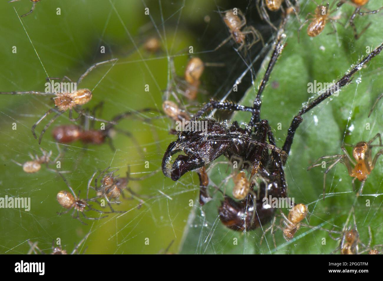 Erwachsene Spinnen (Anelosimus sp.), Gruppe mit Kugelameise (Paraponera clavata), gefangen im Community Web, Los Amigos Biological Station, Madre de Stockfoto