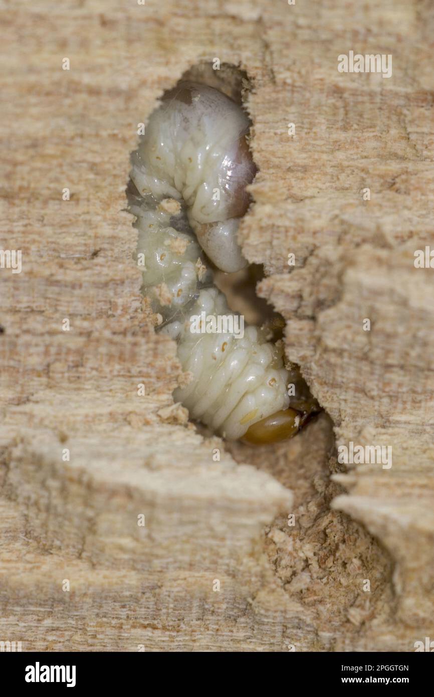 Kleiner Hirschkäfer (Dorcus parallelipedus), Larve, in verwesendem Ulmenholz Stockfoto
