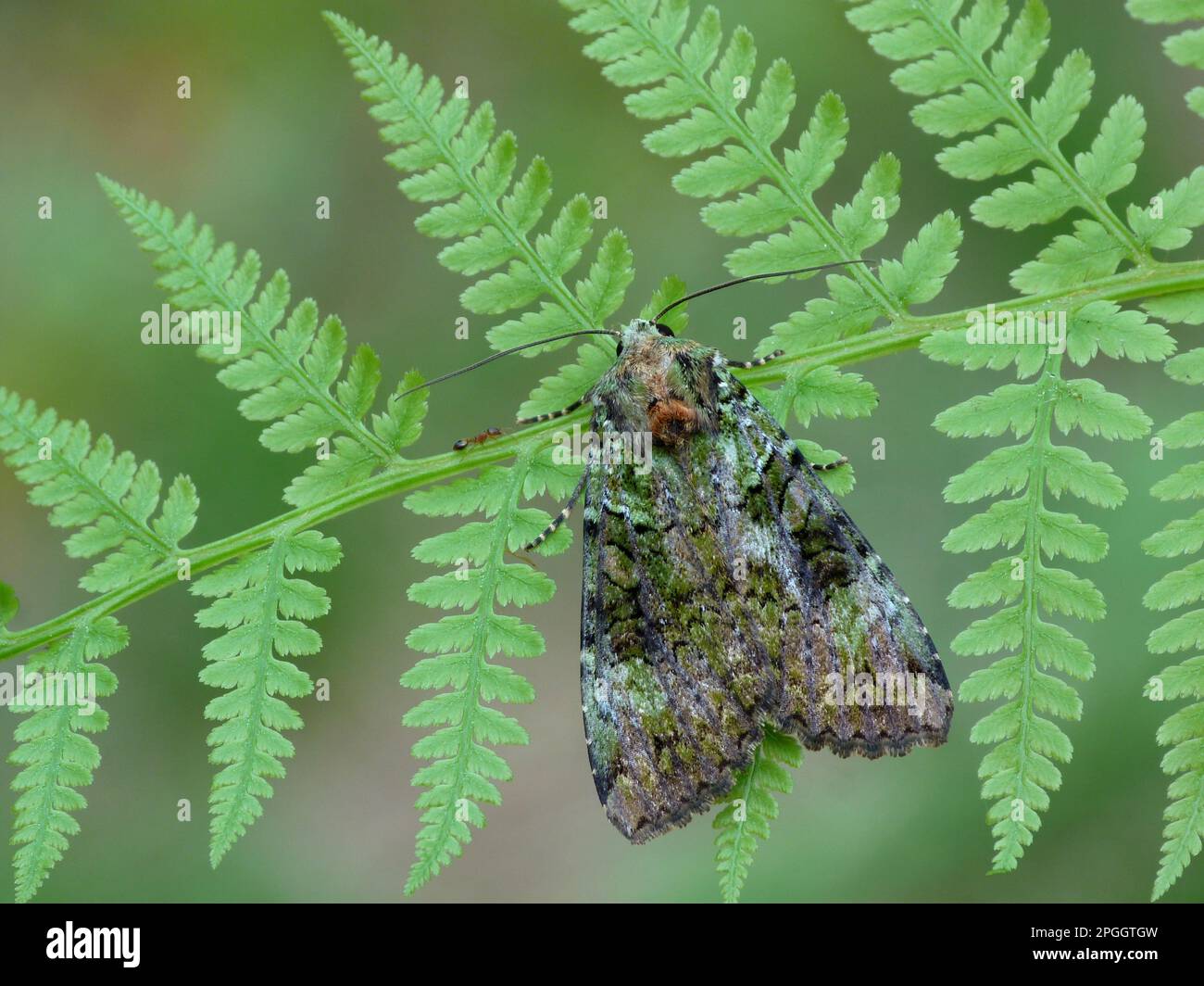 Green Arches (Anaplectoides prasina), Erwachsene, ruht auf Lady Fern (Anthyrium filix-femina) mit Wood Ant (Formica sp.), Cannobina Valley, Italienisch Stockfoto