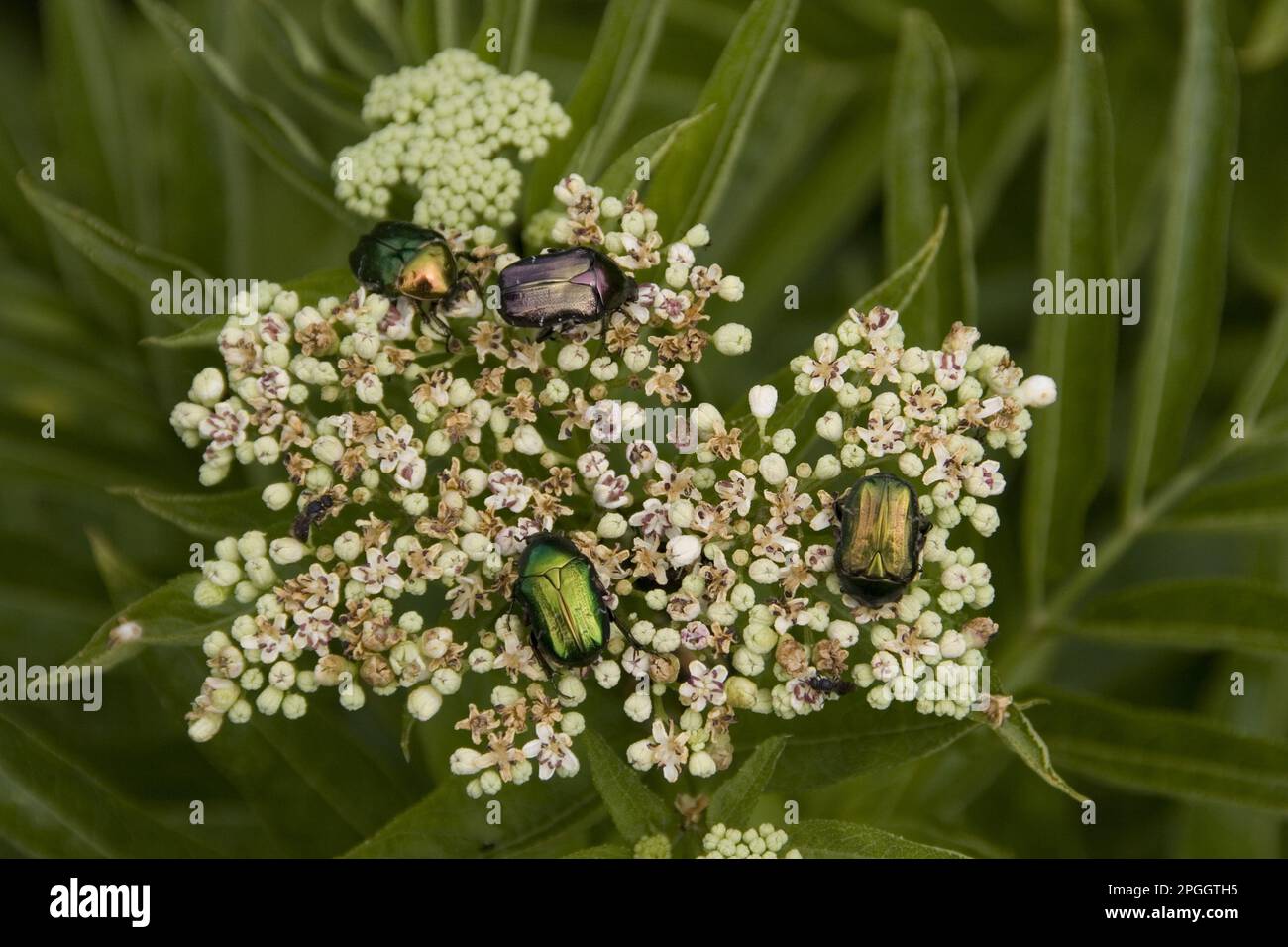 Goldene Rosenscheuer, gewöhnliche Rosenscheuer, Goldene Rosenscheuer, gewöhnliche Rosenscheuer, andere Tiere, Insekten, Käfer, Tiere, Rosenscheuer B. Stockfoto