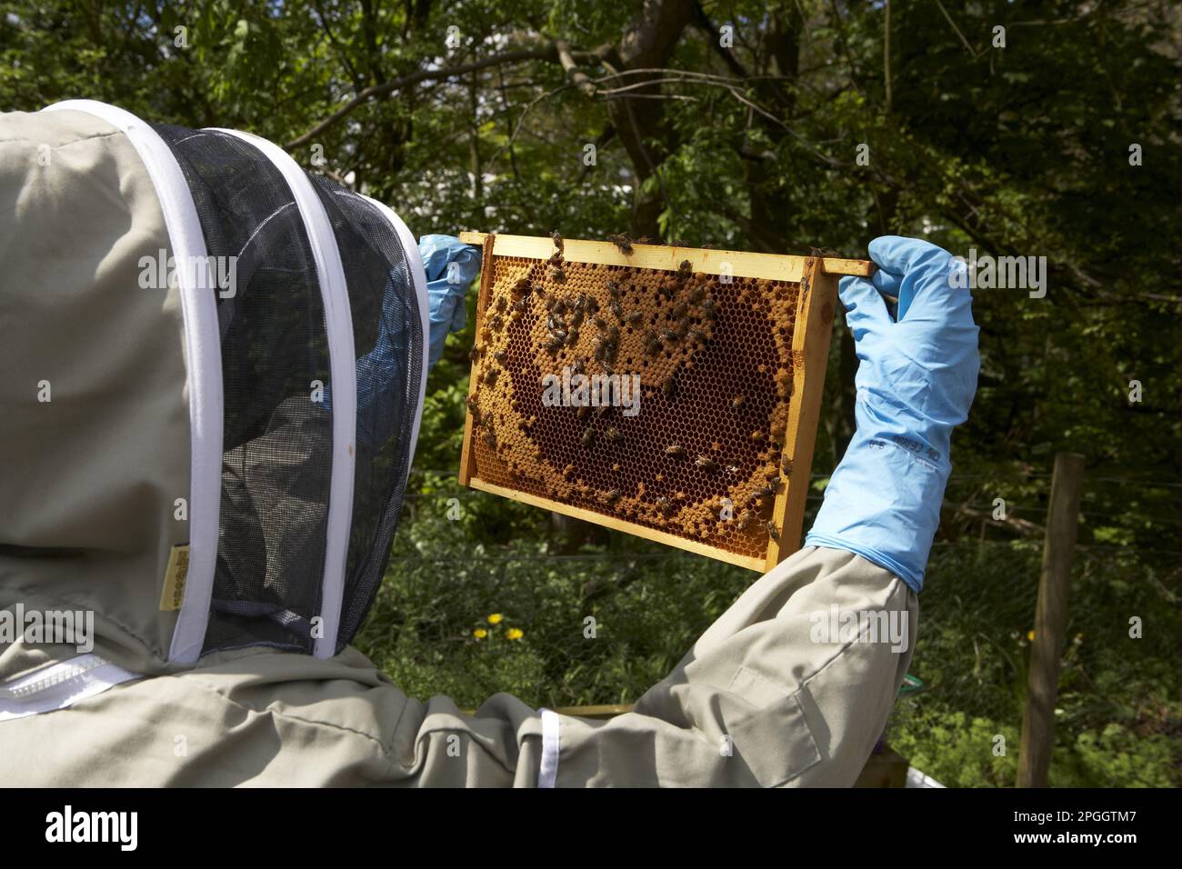Bienenzucht, Imker inspiziert Western Honey Bee (APIs mellifera) Rahmen mit Kamm aus Hive, Shropshire, England, Vereinigtes Königreich Stockfoto