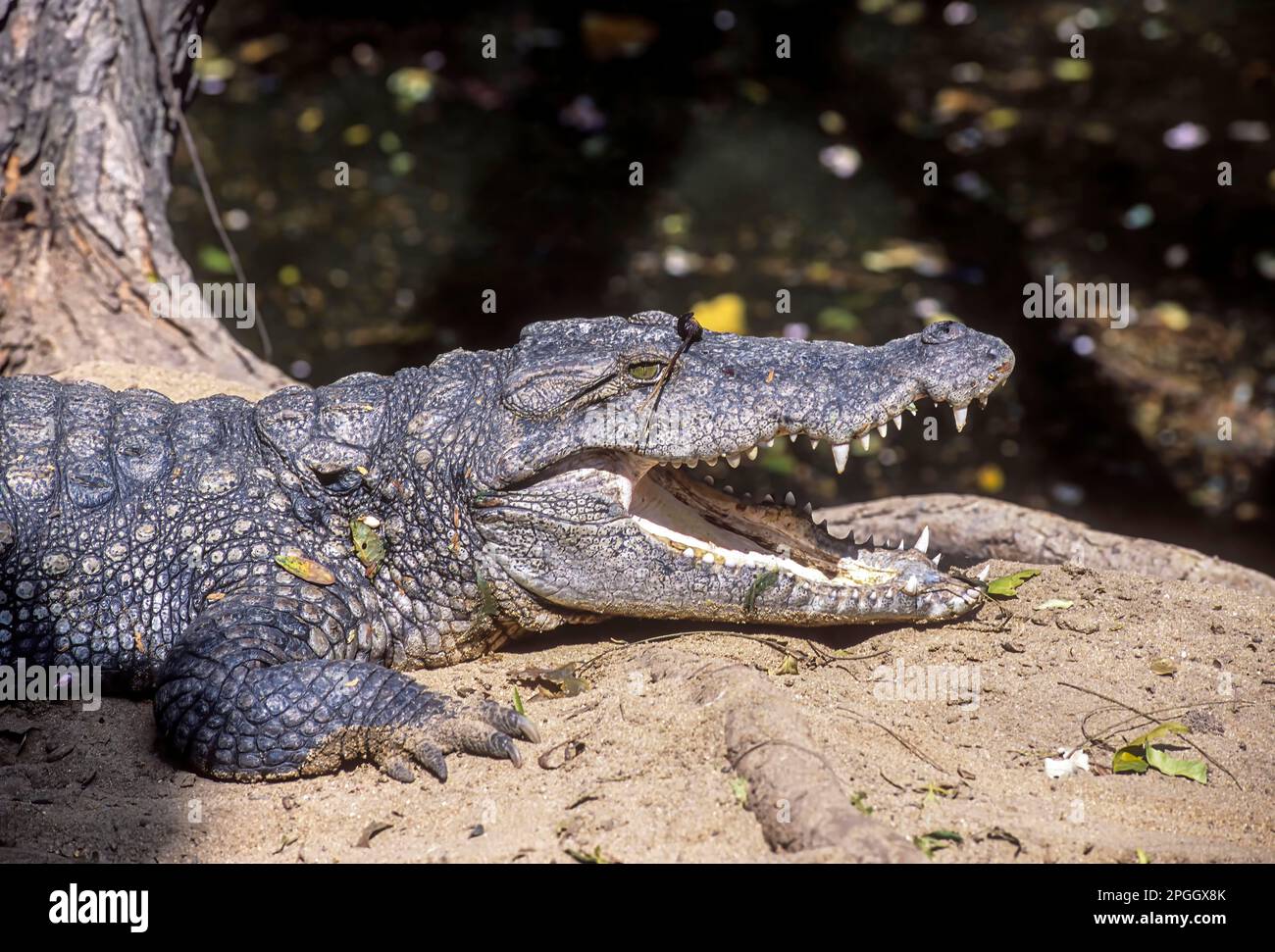 Reptile Mugger oder Sumpfkrokodil (Crocodylus palustris) in Madras Crocodile Bank bei Chennai, Tamil Nadu, Südindien, Indien, Asien Stockfoto