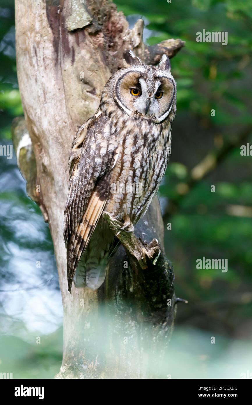 Langohreule (ASIO otus), Captive, Bayern, Deutschland Stockfoto