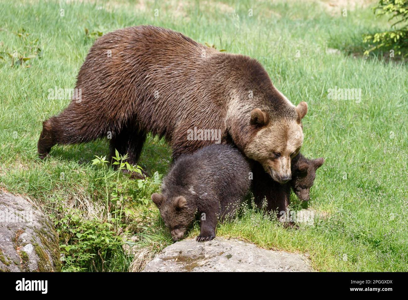 Braunbär (Ursus arctos), Mutter mit Jungen, Gefangene, Bayern, Bayerischer Wald-Nationalpark, Deutschland Stockfoto