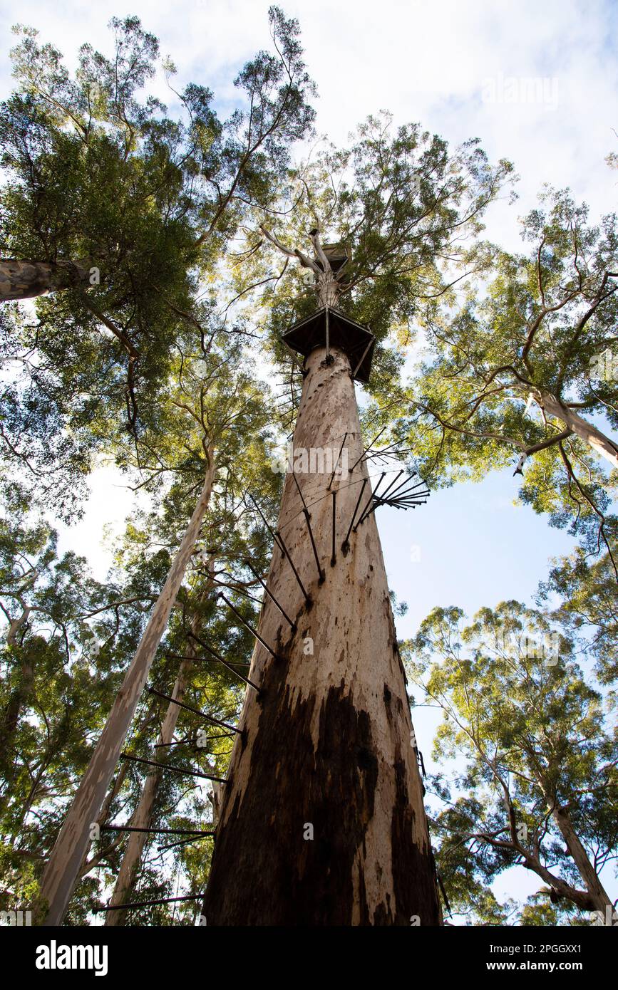 Dave Evans Bicentennial Tree - Western Australia Stockfoto