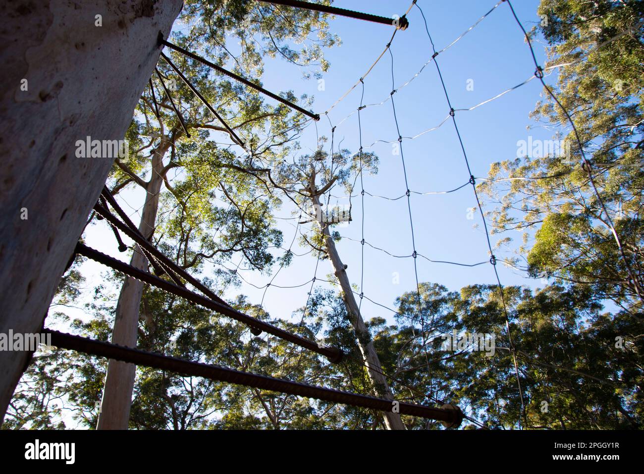 Dave Evans Bicentennial Tree - Western Australia Stockfoto