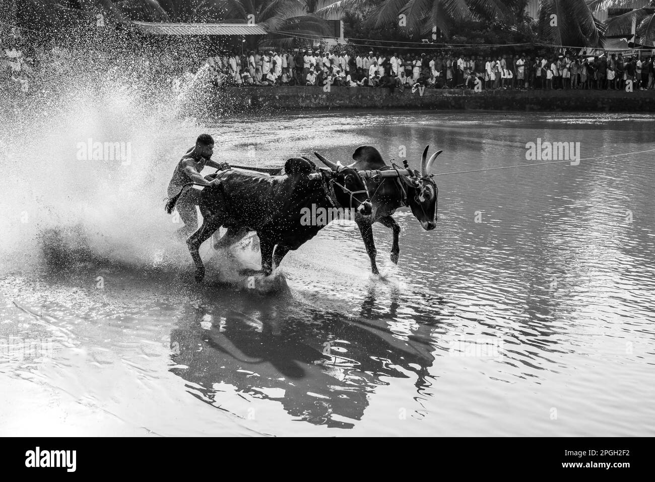 Maramadi ist eine Art Rinderrennen, die im indischen Staat Kerala durchgeführt wird. Das Rennen ist ein traditionelles Ereignis, 04. Oktober 2023 in Südindien. Stockfoto