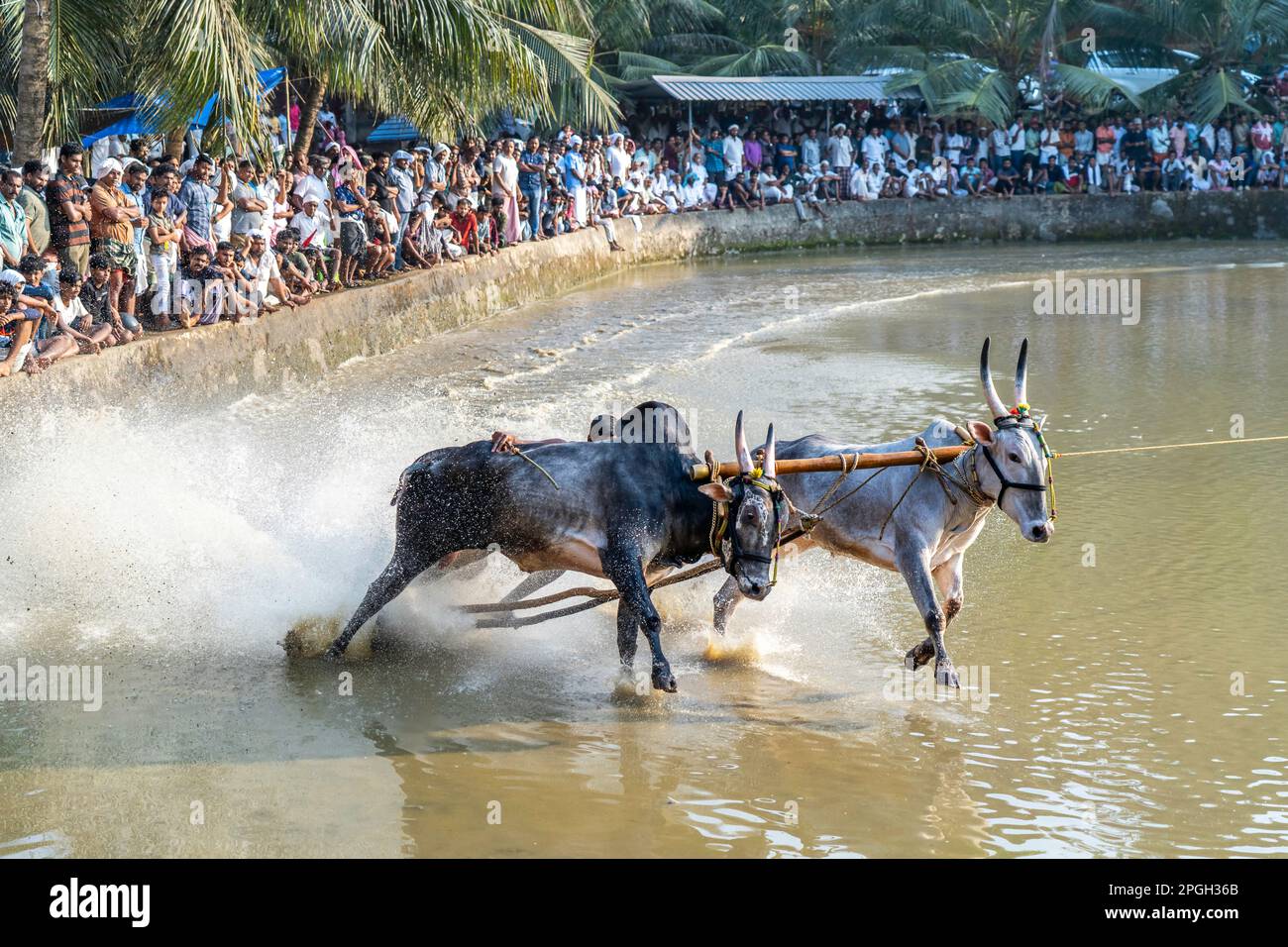 Maramadi ist eine Art Rinderrennen, die im indischen Staat Kerala durchgeführt wird. Das Rennen ist ein traditionelles Ereignis, 04. Oktober 2023 in Südindien. Stockfoto