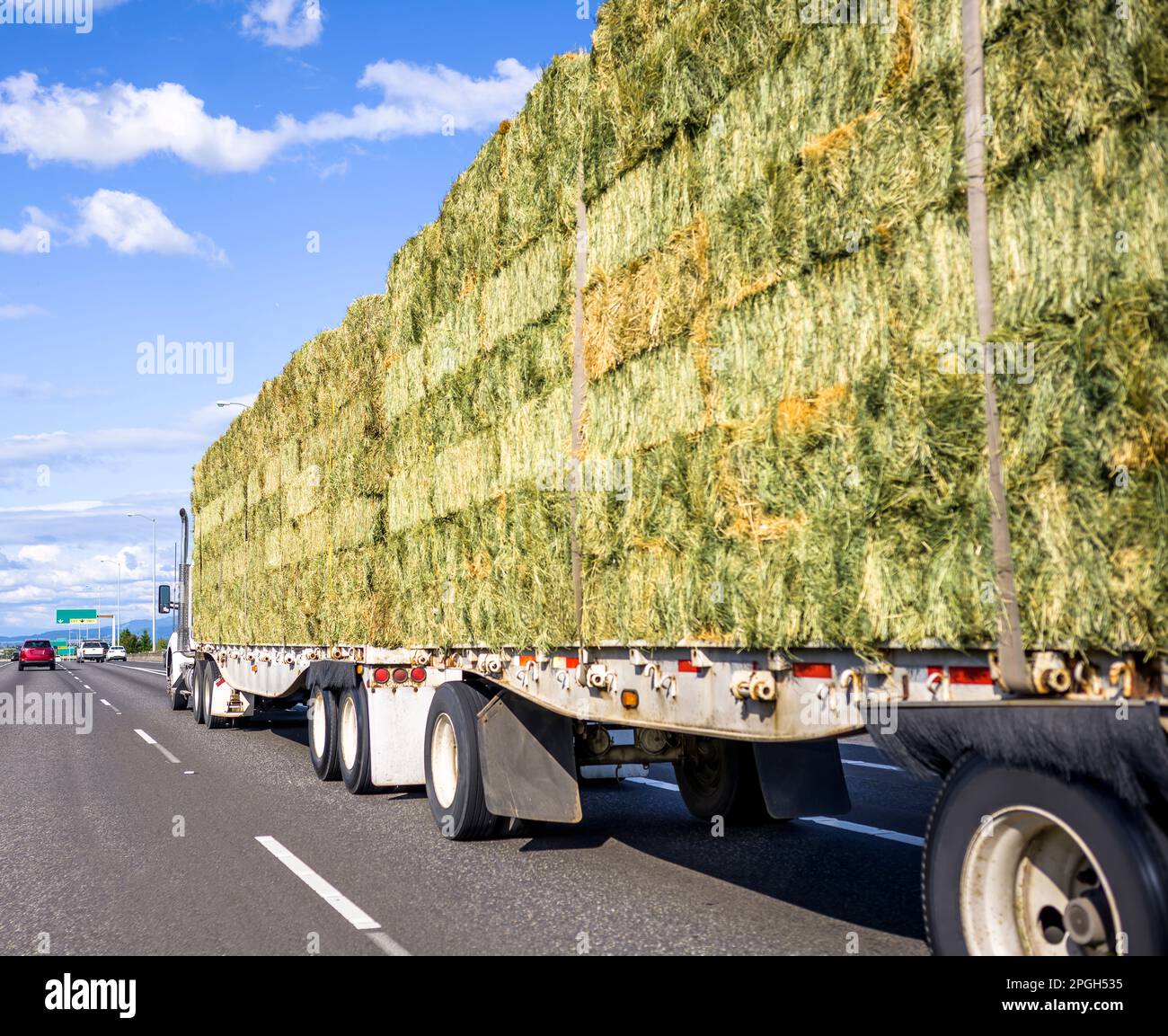 Großes Fahrzeug klassisch leistungsstarker industrieller langer Transporter weißer Sattelschlepper transportiert befestigtes gepresstes Heu auf dem Tieflader Auflieger fährt auf dem Stockfoto