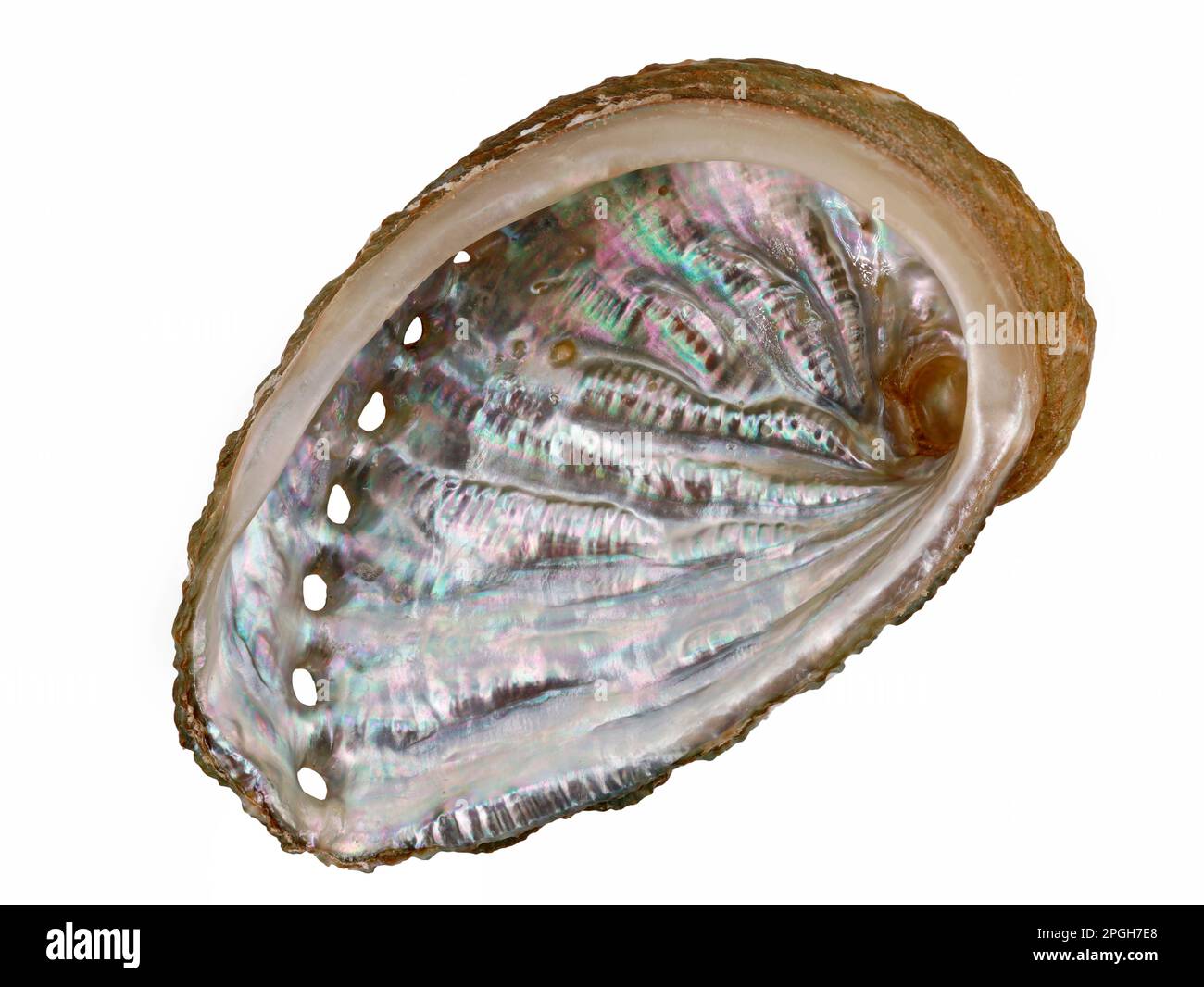Innenansicht einer Perlmuttoberfläche in einer Muschel einer Abalone- oder Haliotis isoliert auf weißem Hintergrund Stockfoto