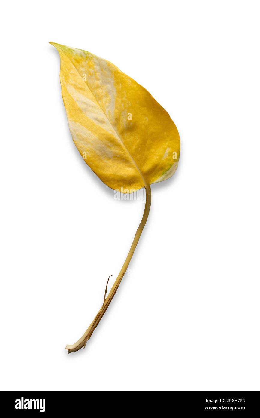 Nahaufnahme eines einsamen gelben Blatts einer beliebten Hauspflanze - Geldpflanze (Epipremnum aureum), isoliert auf weißem Hintergrund. Stockfoto