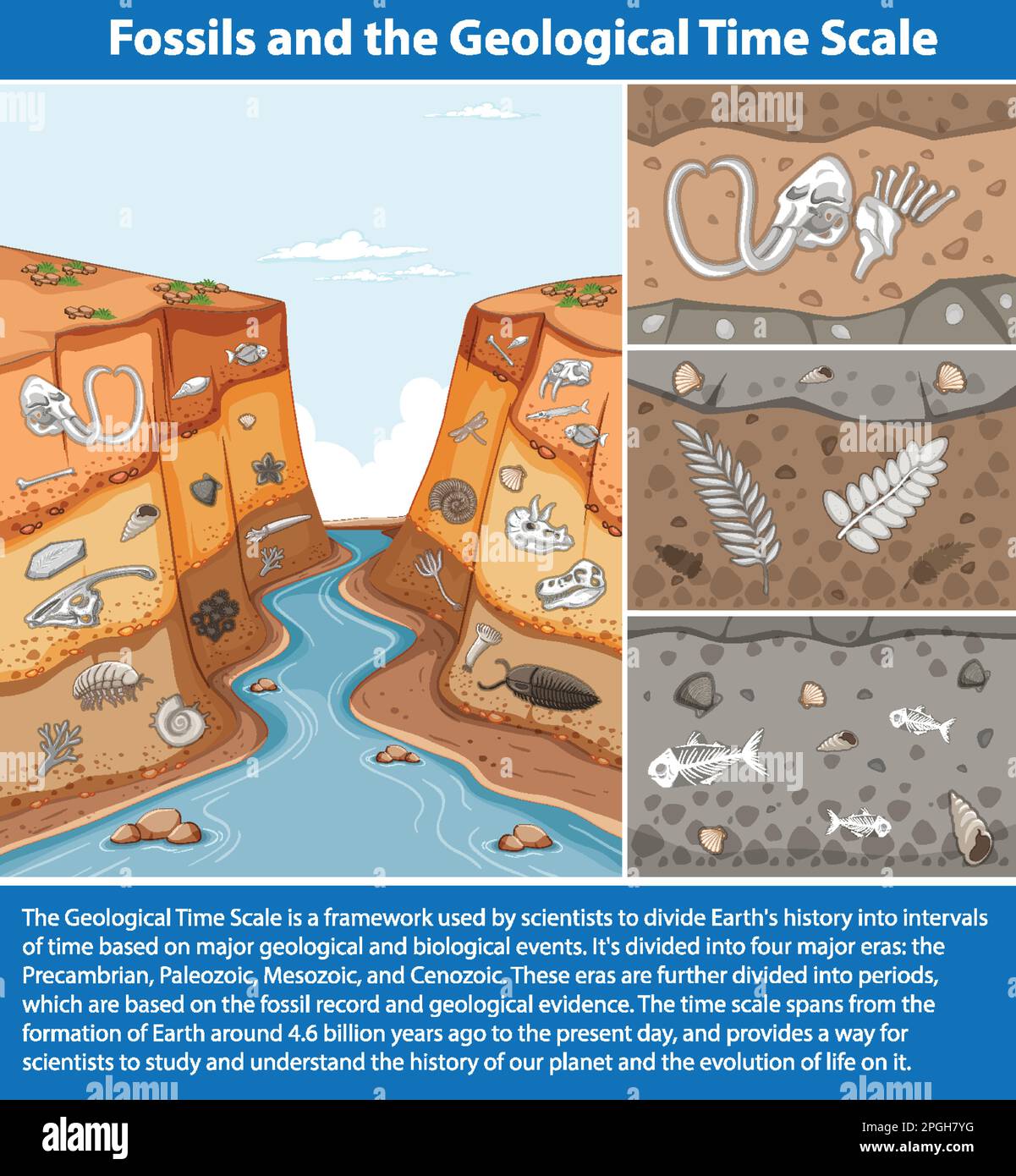 Fossilien und die geologische Zeitskala Stock Vektor