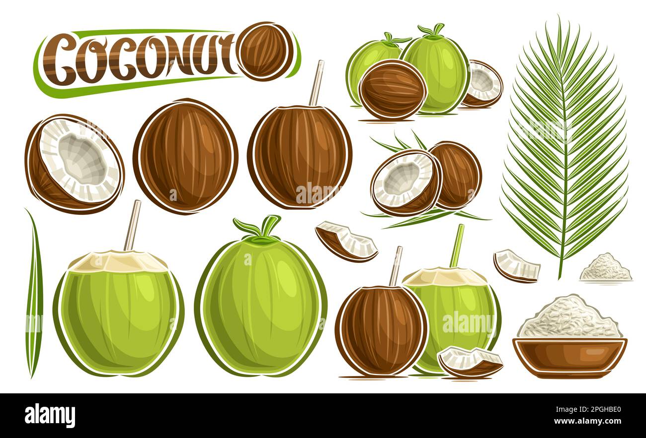 Vector Coconut Set, Lotsammlung mit ausgeschnittenen Illustrationen Trope Stille Lebenszusammensetzung mit gehackten, reifen und grünen, unreifen Früchten und Kokosnuss in B Stock Vektor