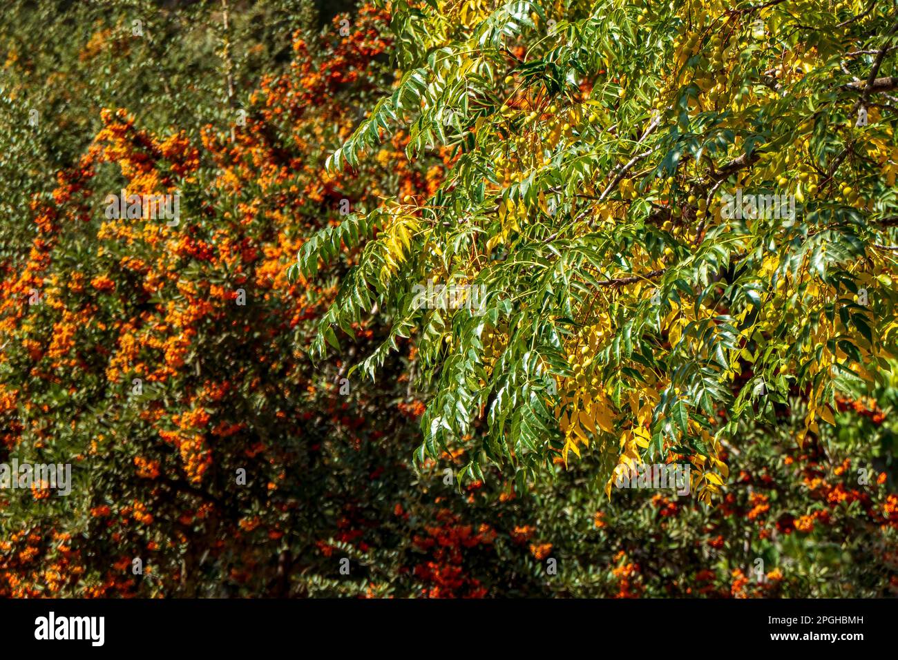 Reife Orangenbeeren von Pyracantha Firethorns auf dem verschwommenen Hintergrund aus nächster Nähe Stockfoto