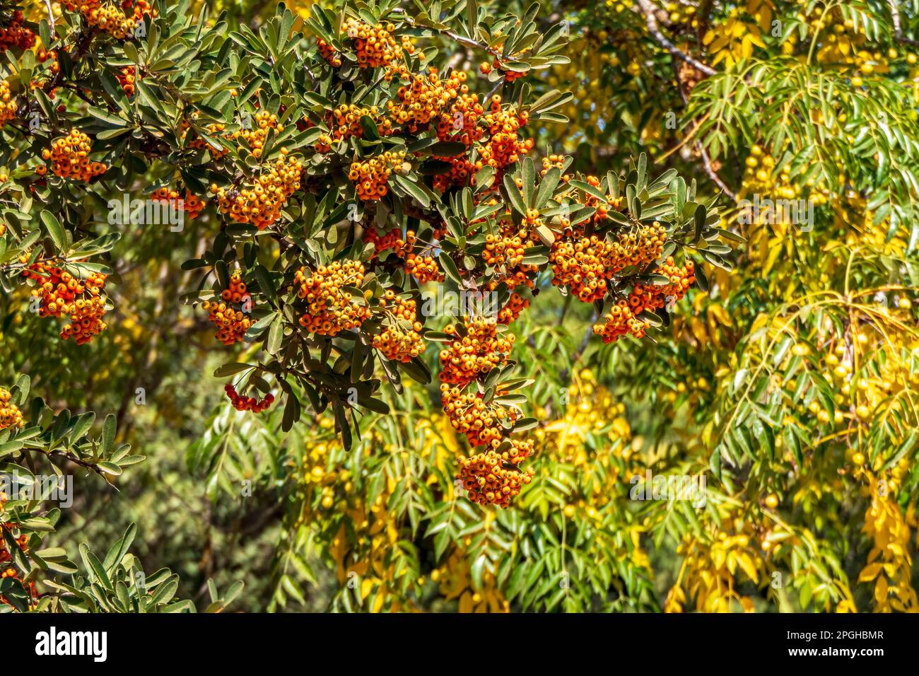 Reife Orangenbeeren von Pyracantha Firethorns auf dem verschwommenen Hintergrund aus nächster Nähe Stockfoto