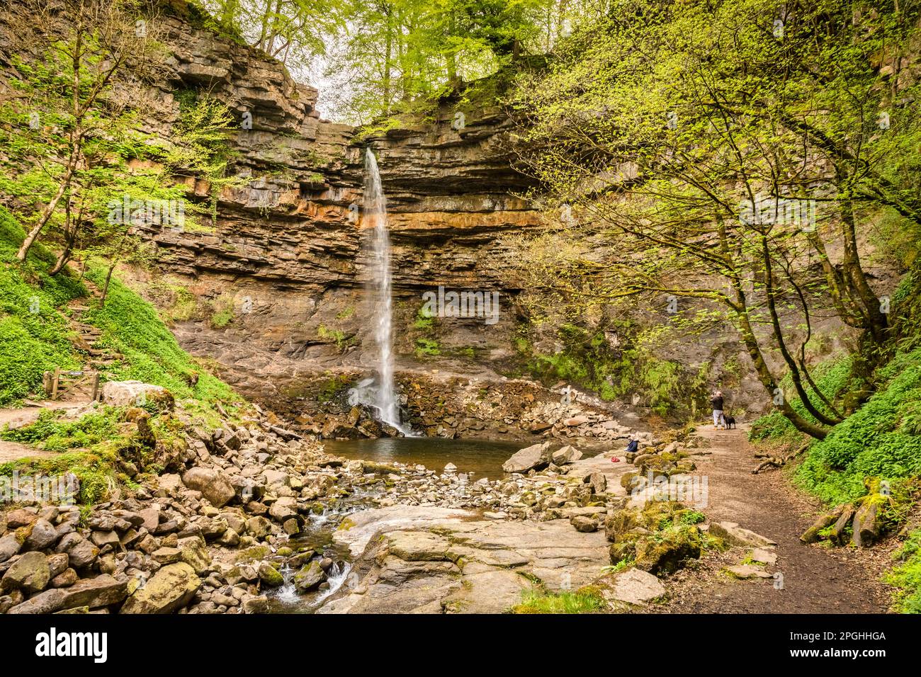 9. Mai 2022: Wensleydale, North Yorkshire, Großbritannien - Hardraw Force, Englands höchster Wasserfall mit einem Tropfen im Frühjahr. Stockfoto