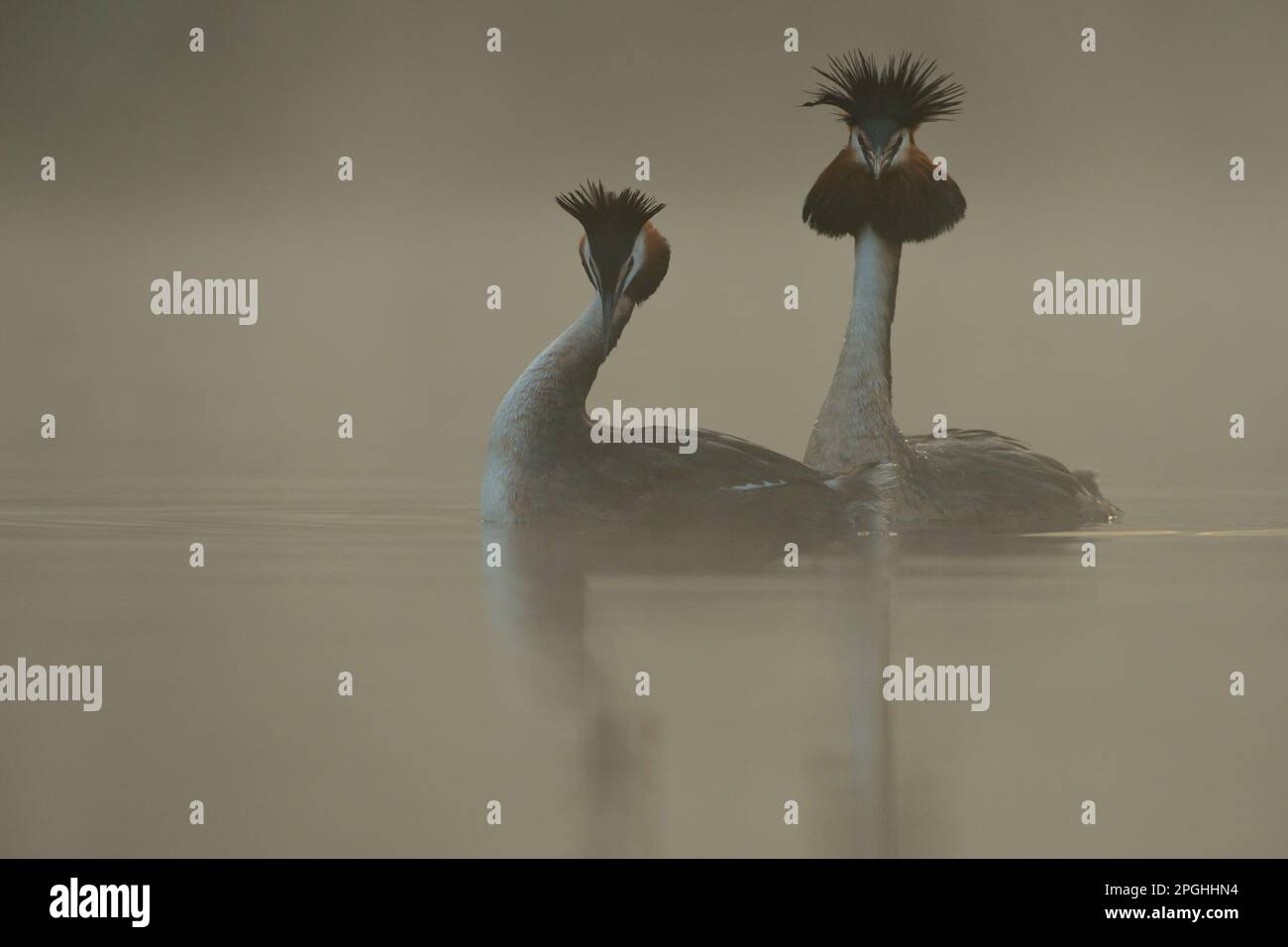 Der Bogen... Der große Crested Grebes während der Werbung, wunderschöne Werbetexte. Stockfoto