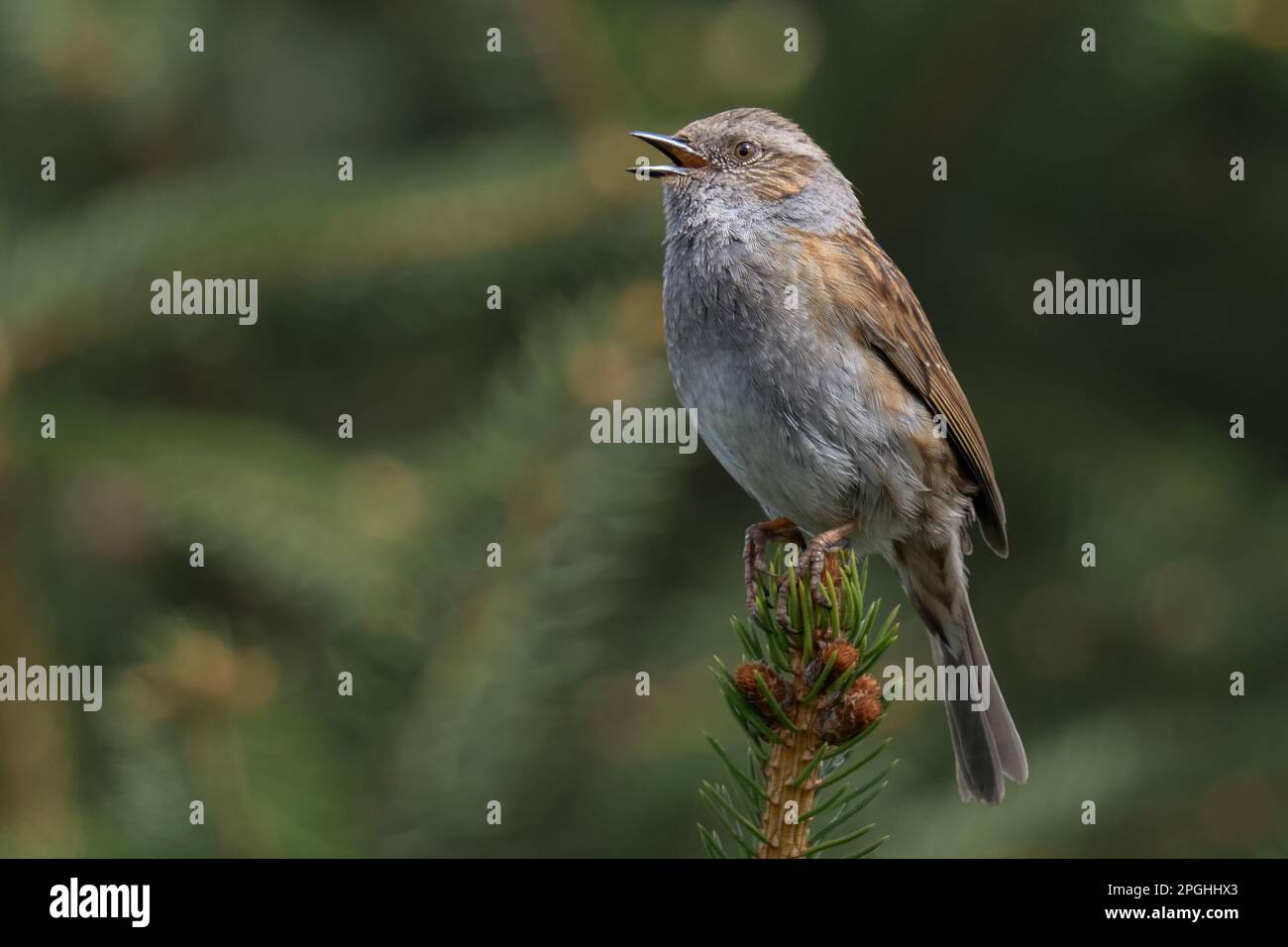 Vogelgesang... Dunnock im Frühling, singt hoch oben auf einer Kiefernspitze. Stockfoto