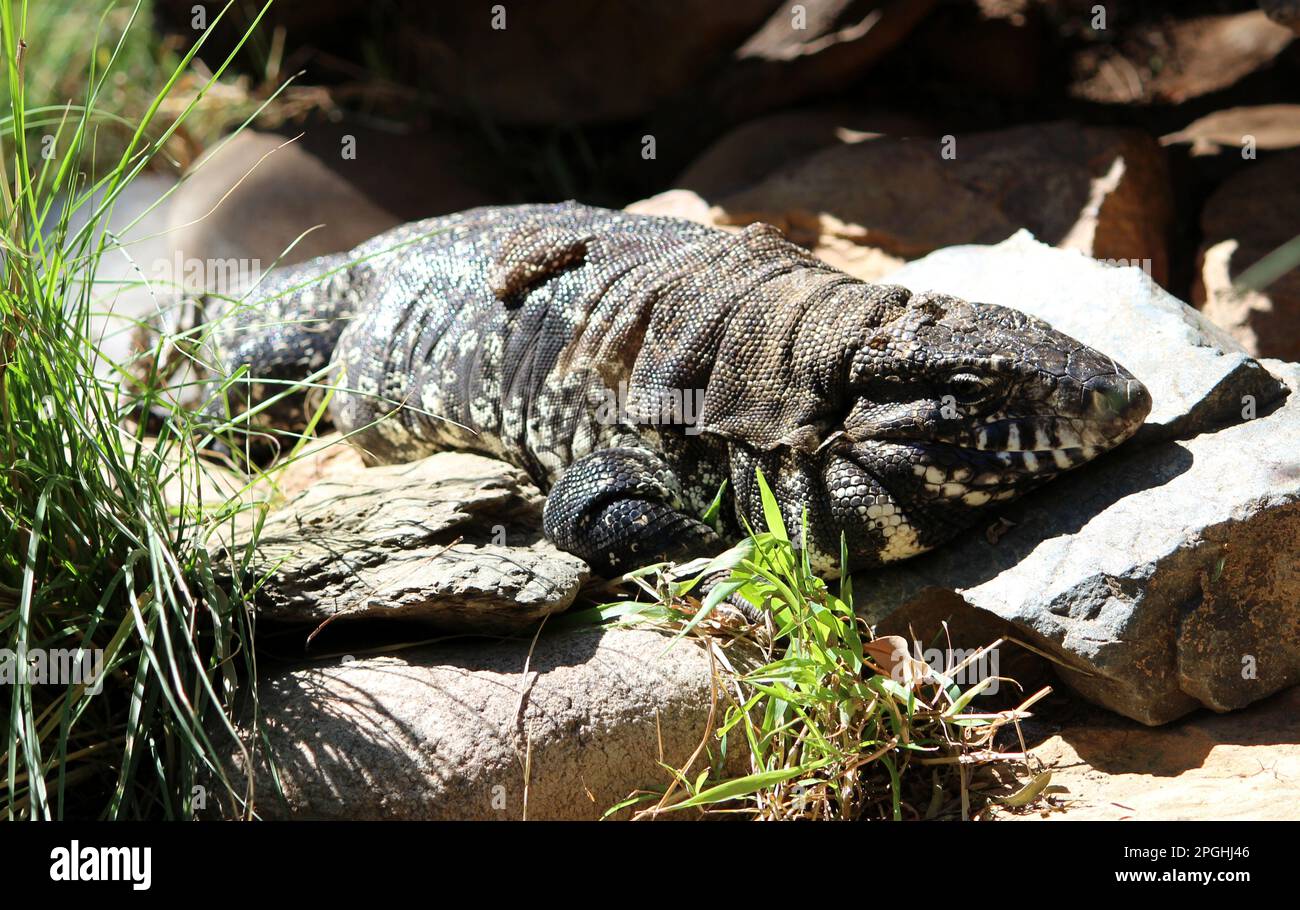 Argentinisches schwarz-weißes Tegu (Salvator merianae), das sich in der Sonne sonnt : (Pix Sanjiv Shukla) Stockfoto