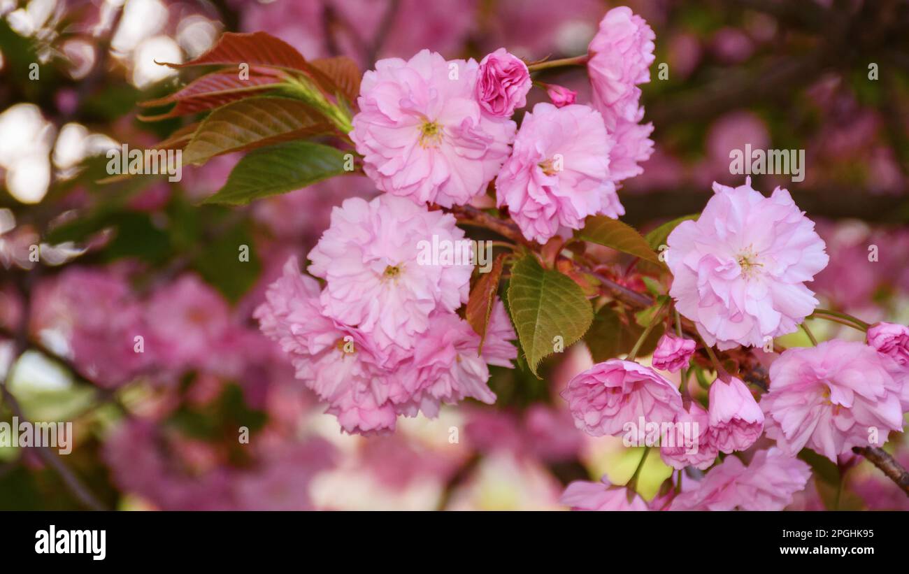 Rosa Sakura blüht vor einem blauen Himmel. Floraler Naturhintergrund Stockfoto