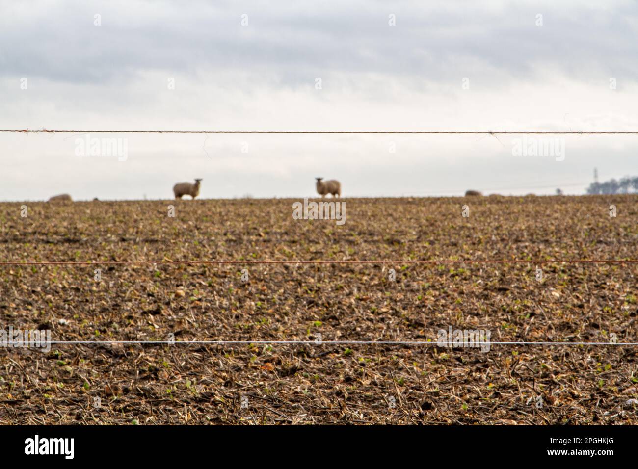 Unter einem mürrischen Himmel fressen Schafe auf einem Suffolk-Feld eine Wurzelernte Stockfoto