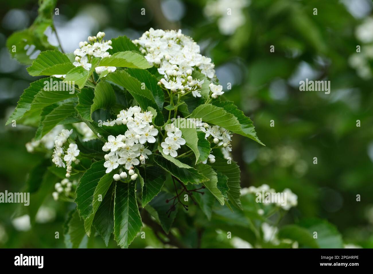 Sorbus alnifolia, koreanische Bergasche, Laubbaum, weiße Blumen im Frühling Stockfoto