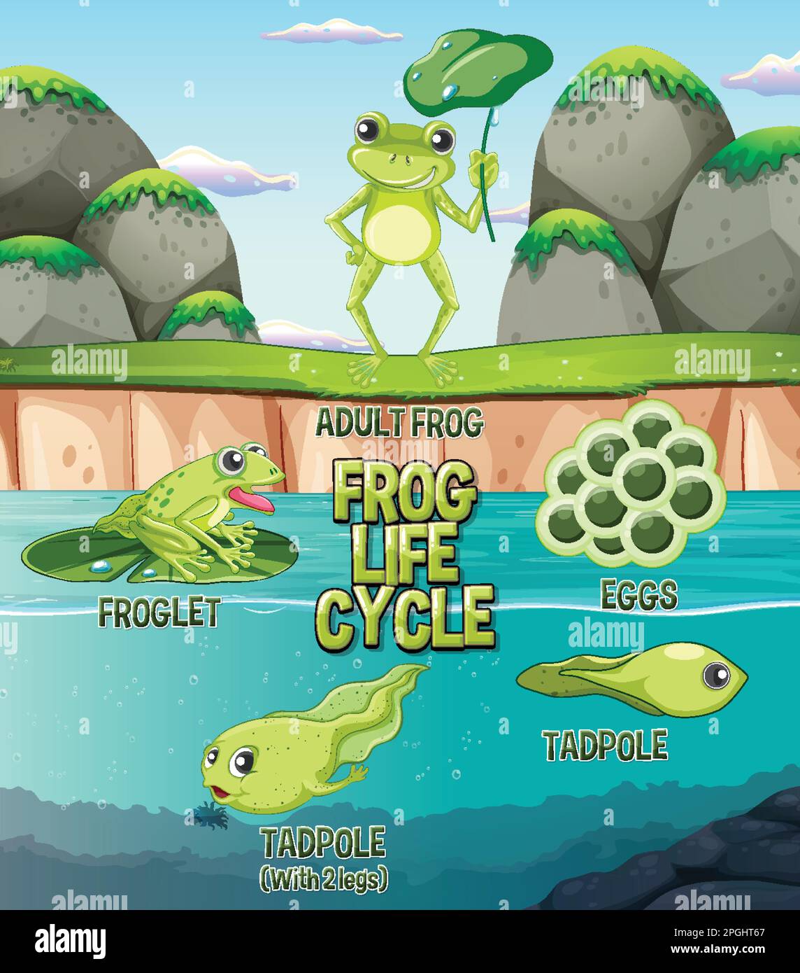 Abbildung des Lebenszyklusdiagramms von Frosch Stock Vektor