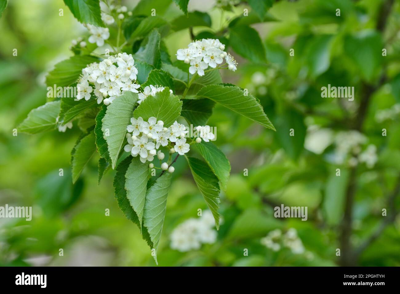 Sorbus alnifolia, koreanische Bergasche, Laubbaum, weiße Blumen im Frühling Stockfoto