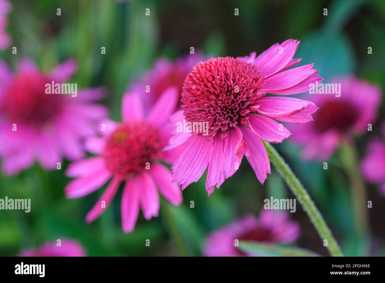 Echinacea Delicious Candy, Coneflower Delicious Candy, mehrjährig, doppelt, rosa Blütenköpfe, Stockfoto