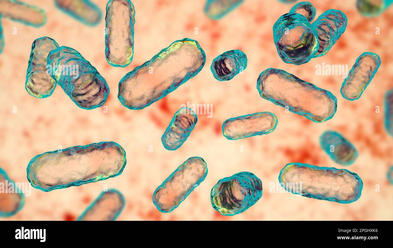 Enterobacter sp. Bakterien, computer Abbildung. Diese sind Gramnegative