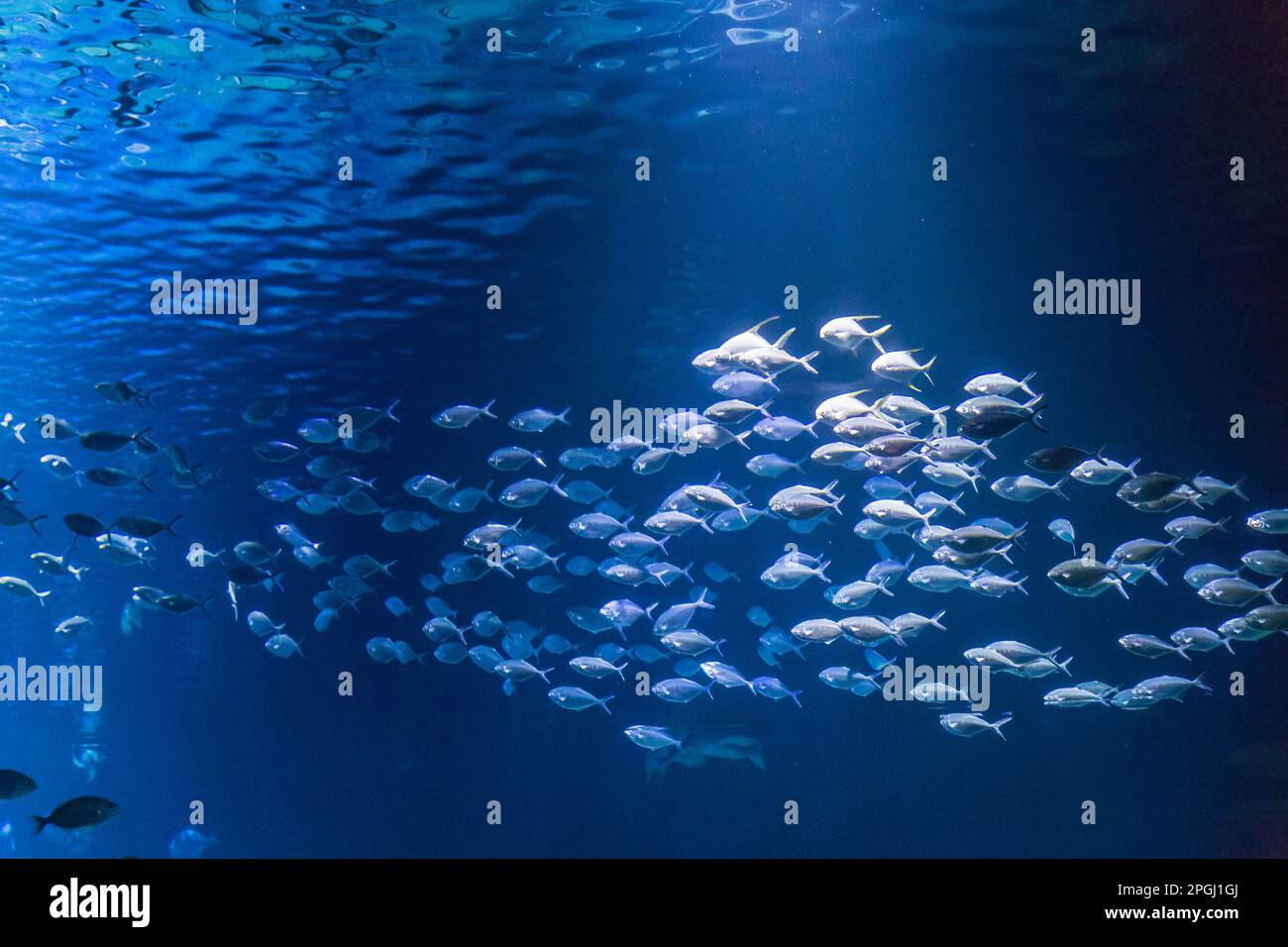 Schwarm Fische schwimmen zusammen im Blauen Wasser Stockfoto